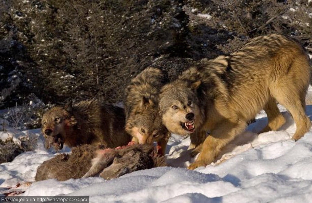 В районе участились случаи нападения волков на домашний скот