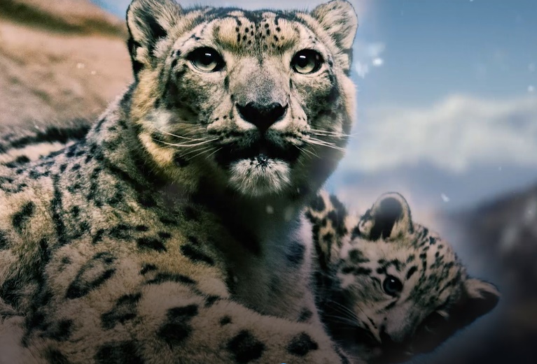   К Всемирному дню снежного барса – фильм Сайлюгемского национального парка о высокогорной кошке 