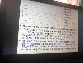 В России пройдут учеты сибирской кабарги
