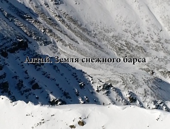 На Алтае снят фильм о снежном барсе
